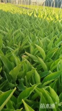 高度25厘米美人蕉