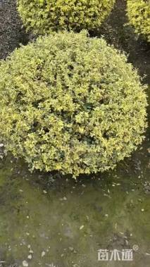 冠幅100厘米银姬小蜡球