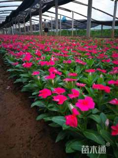 高度20厘米长春花