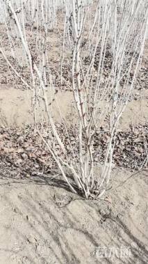 高度180厘米丛生紫荆