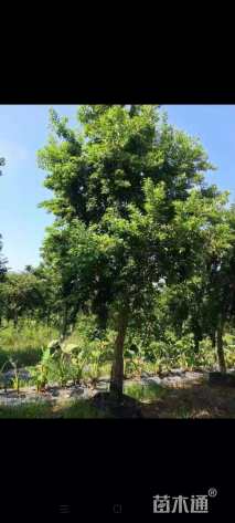 15公分红果冬青