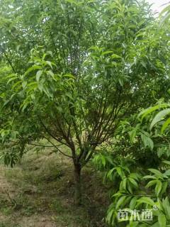 5公分白花山碧桃