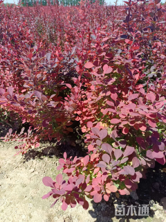 高度80厘米紫叶小檗