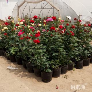 高度40厘米大花月季