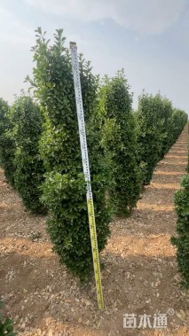 高度200厘米大叶黄杨柱