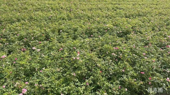 高度30厘米丰花月季