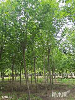 9公分枫杨