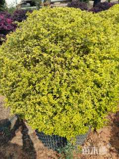 冠幅100厘米金禾女贞球