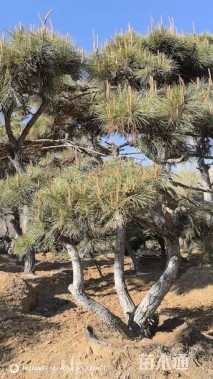 30公分造型黑松