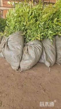 高度35厘米金冠女贞