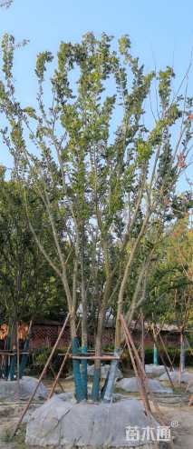 15公分(5杆)丛生朴树
