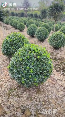 高度100厘米北海道黄杨