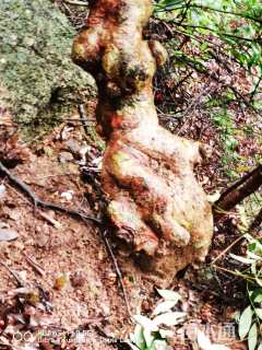 36公分造型紫薇