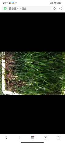 高度10厘米苦草