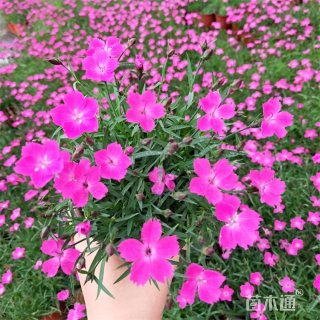 高度70厘米欧石竹