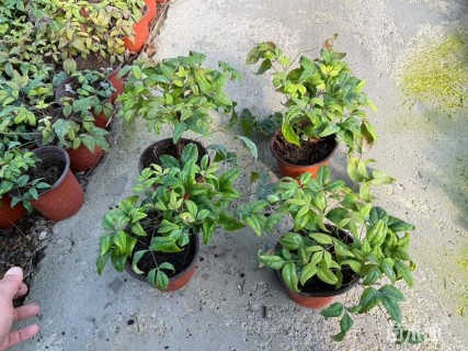 高度25厘米火焰南天竹