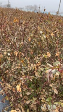 高度40厘米月季