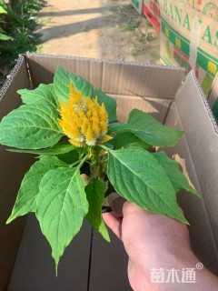 高度21厘米一支笔