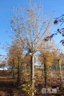 22公分金叶白蜡