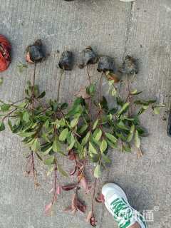 高度25厘米红叶石楠小苗