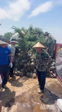 高度120厘米油松