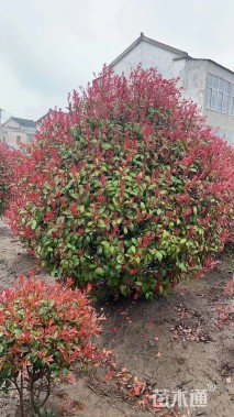 冠幅220厘米红叶石楠球