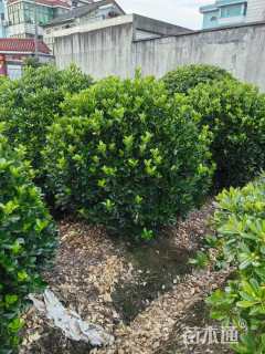 冠幅150厘米大叶黄杨球