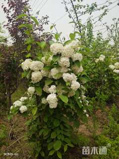 高度200厘米木绣球