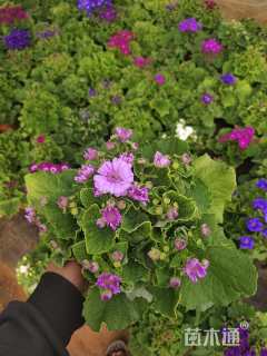 高度15厘米瓜叶菊