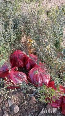 高度60厘米小叶女贞小苗