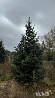 高度500厘米青海云杉