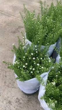 高度20厘米荷兰菊