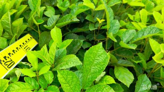 0.3公分黄花风铃木