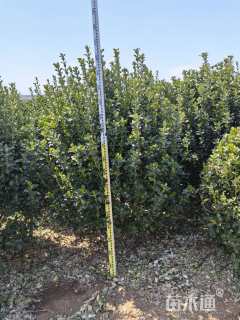 高度80厘米大叶黄杨