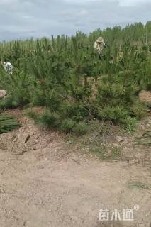 高度80厘米油松