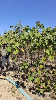 高度170厘米木芙蓉