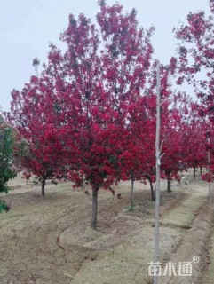 6公分红宝石海棠