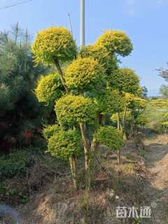 冠幅200厘米亮晶女贞球