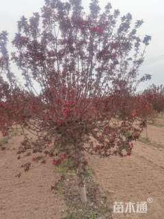 10公分红宝石海棠