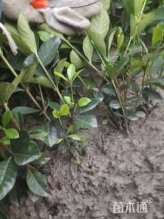 高度20厘米大叶栀子