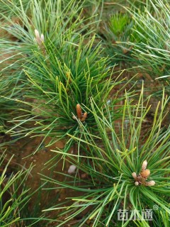 高度50厘米油松