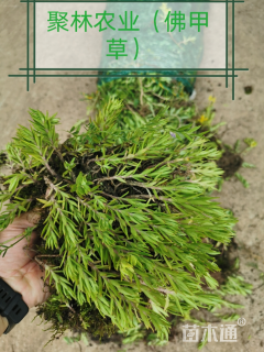 高度45厘米佛甲草