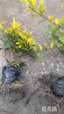 高度41厘米黄金枸骨