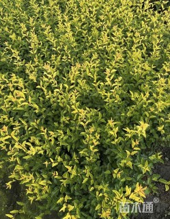 高度30厘米金禾女贞