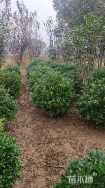 冠幅110厘米海桐球