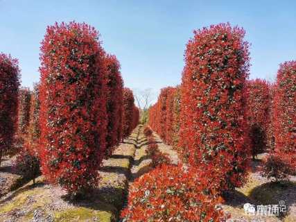 高度180厘米红叶石楠柱