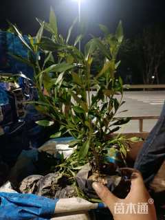 高度30厘米小叶栀子