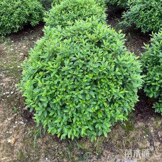 冠幅150厘米杜鹃球