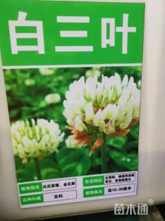 高度30厘米白三叶