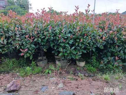 冠幅60厘米红叶石楠球